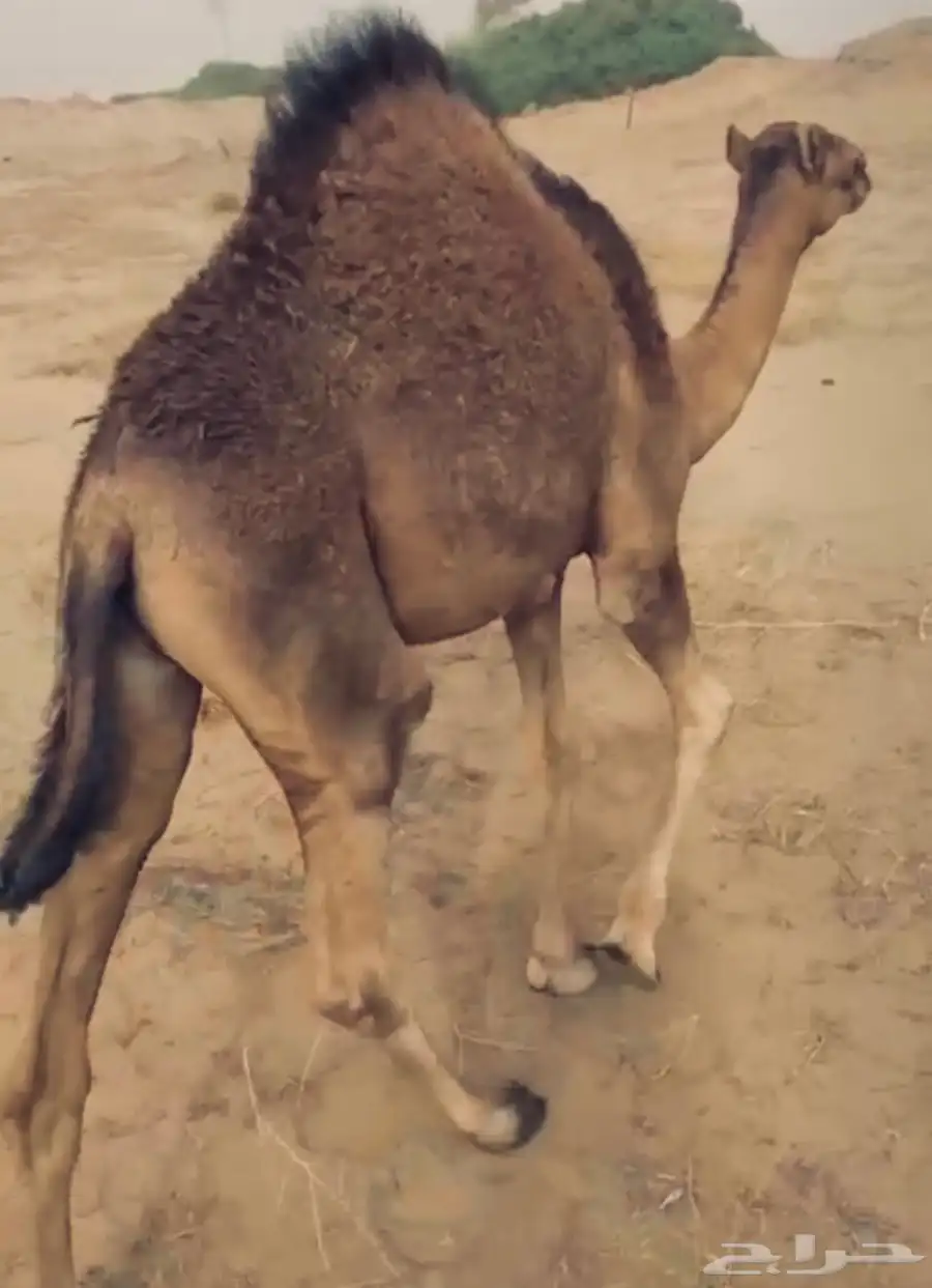 قعود 0