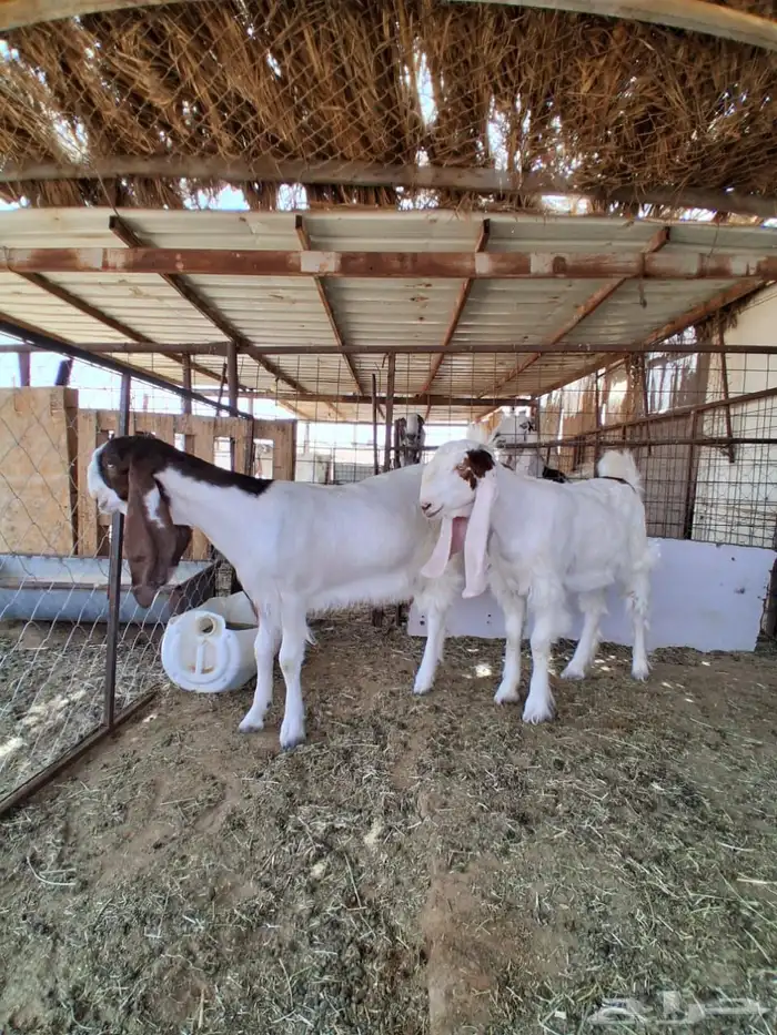 جفارات مقاني 6