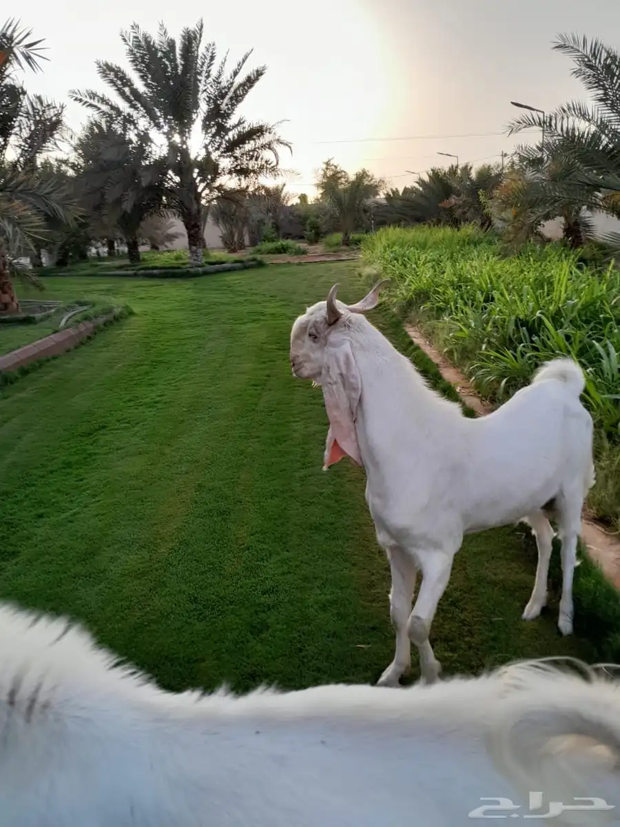 تيس فحل مطور 0