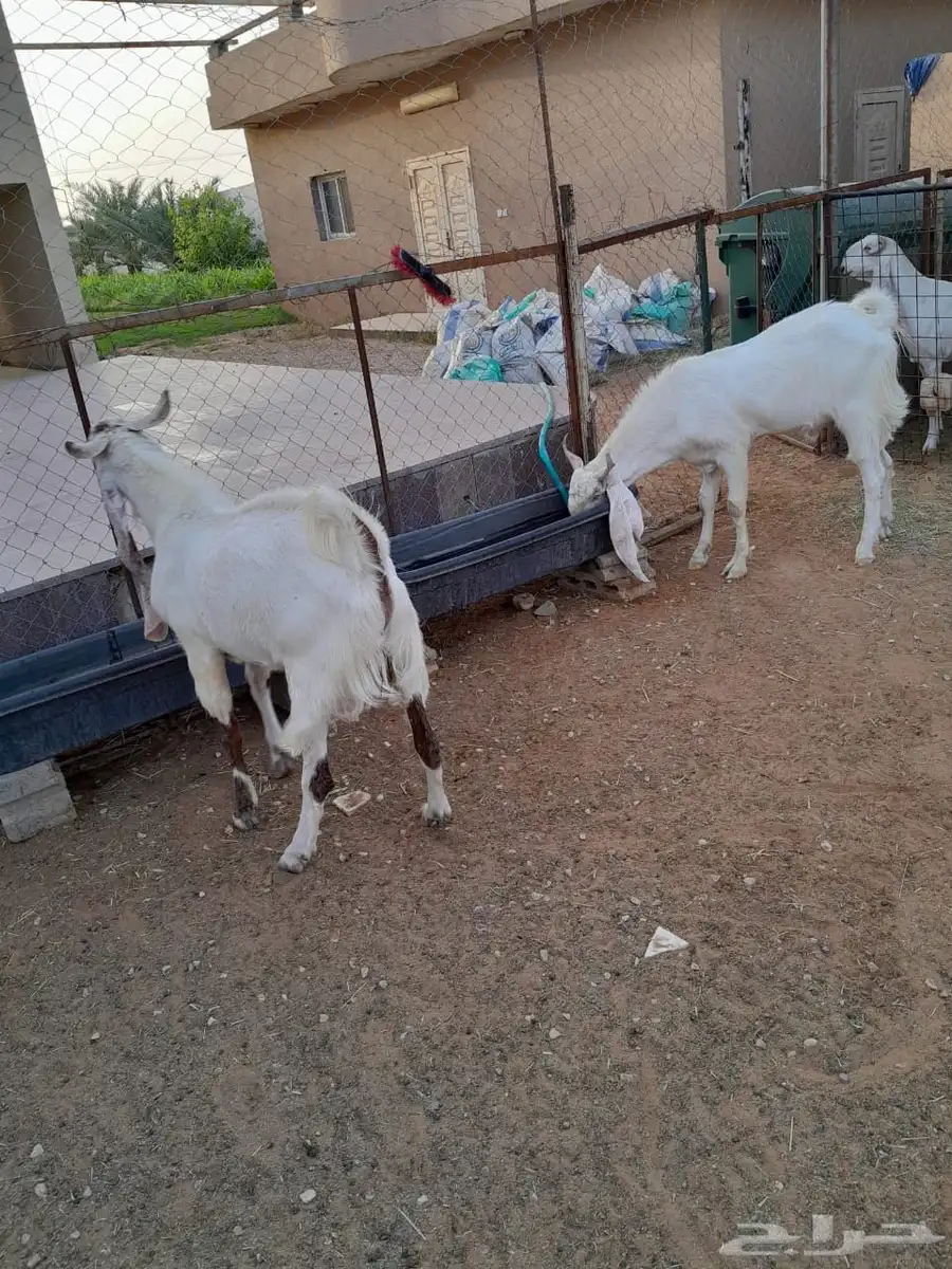 تيس فحل مطور 4