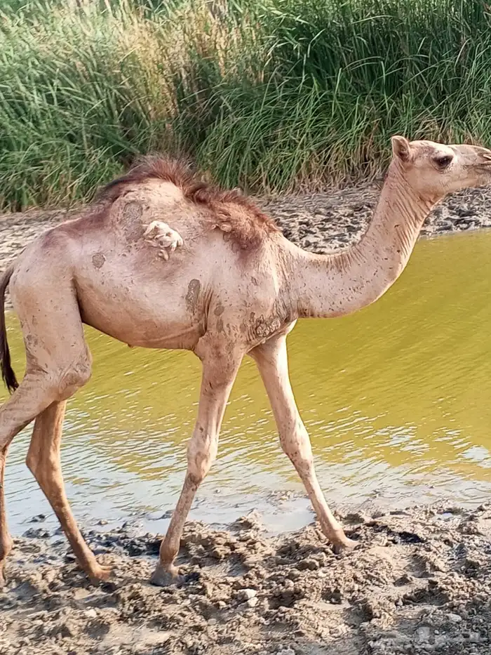 حاشي لباني 1