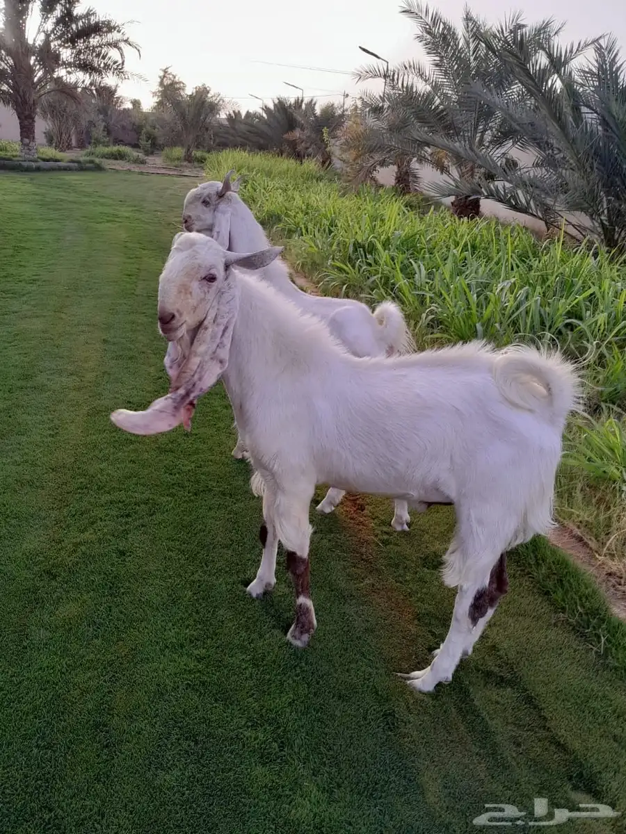 تيس فحل مطور 1