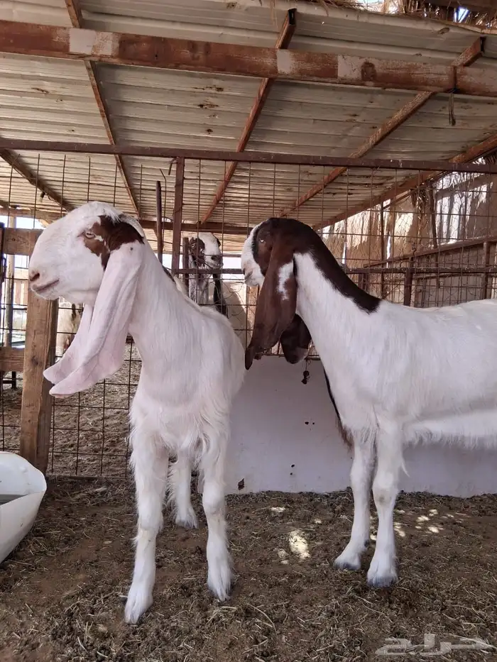 جفارات مقاني 3