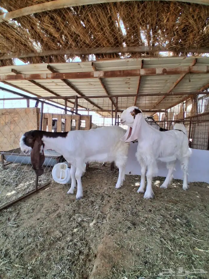 جفارات مقاني 5