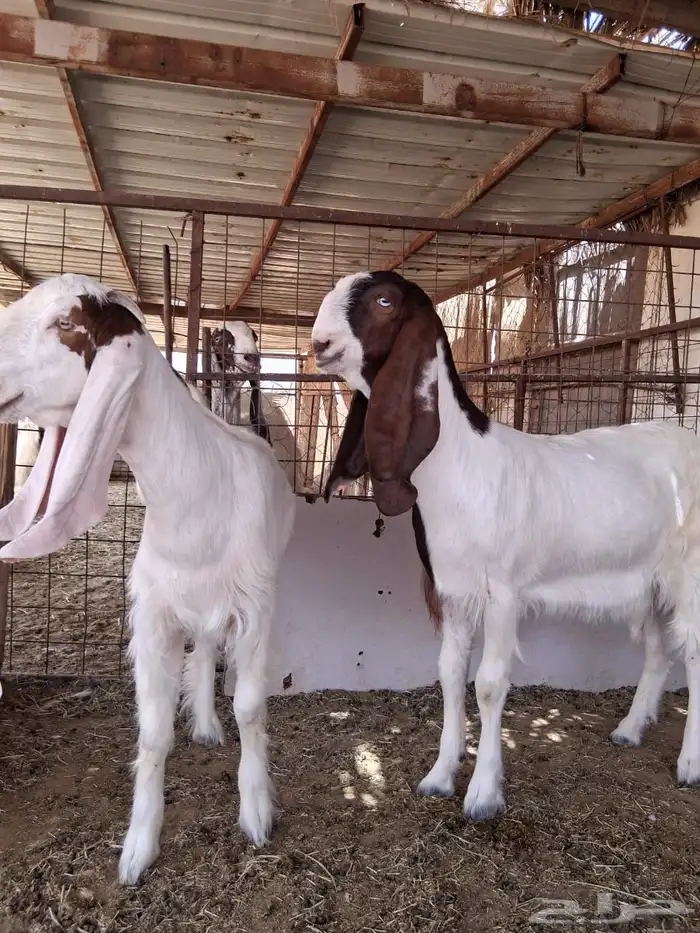 جفارات مقاني 1