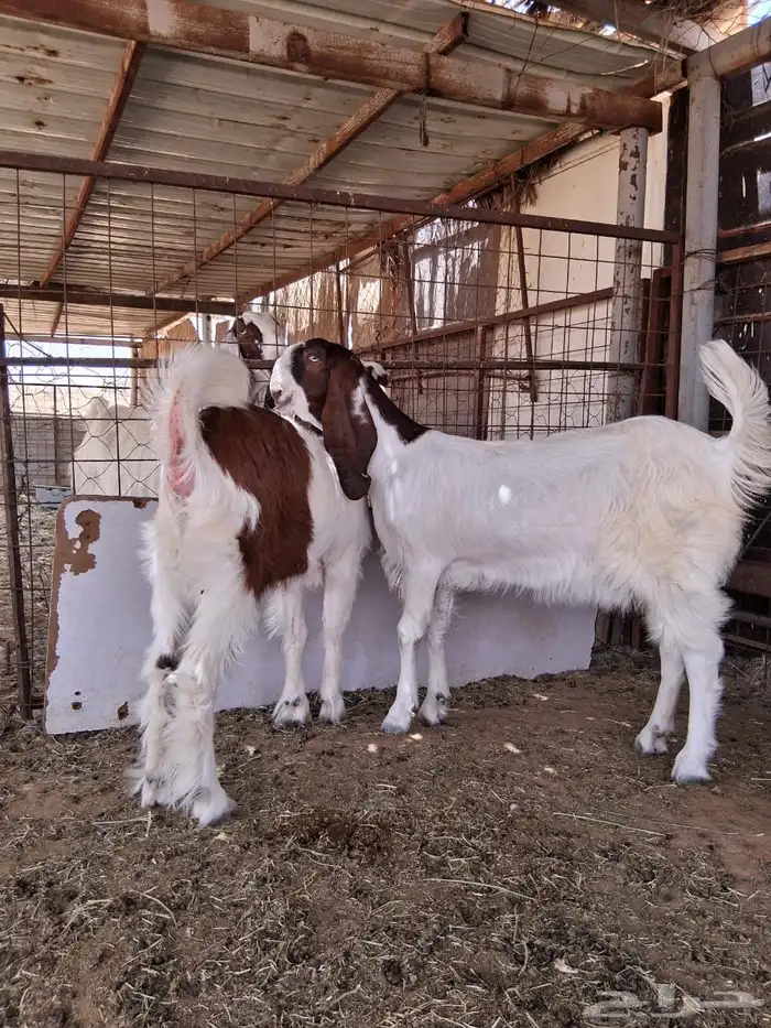 جفارات مقاني 4