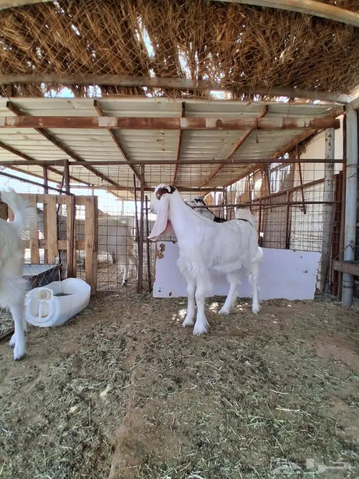 جفارات مقاني 7