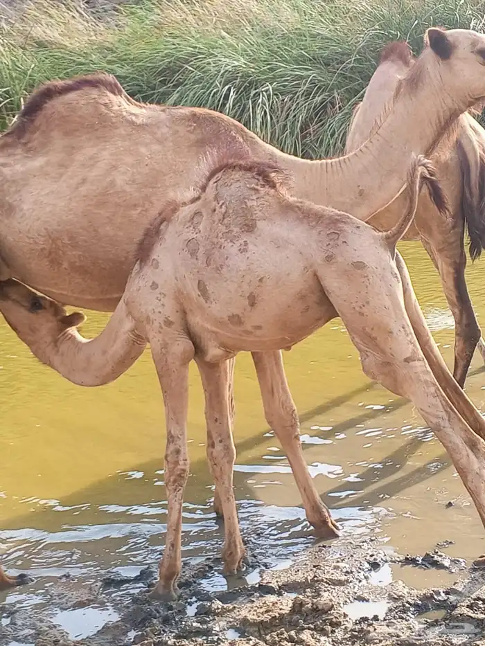 حاشي لباني 2