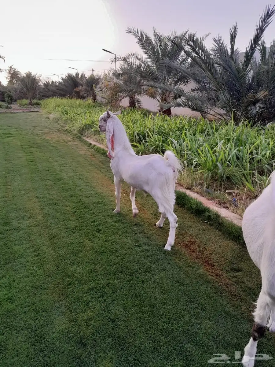 تيس فحل مطور 2
