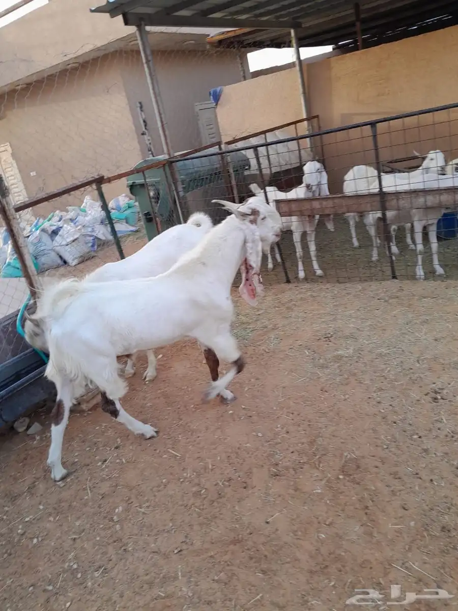 تيس فحل مطور 3