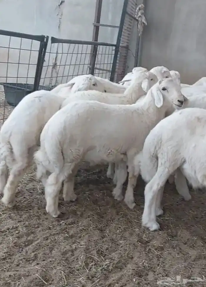 ذبايح 3