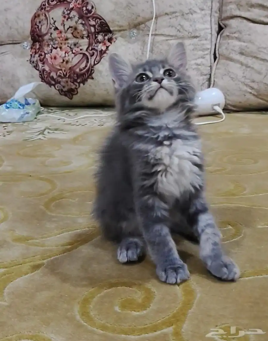 قطة شهرين ونصف 3