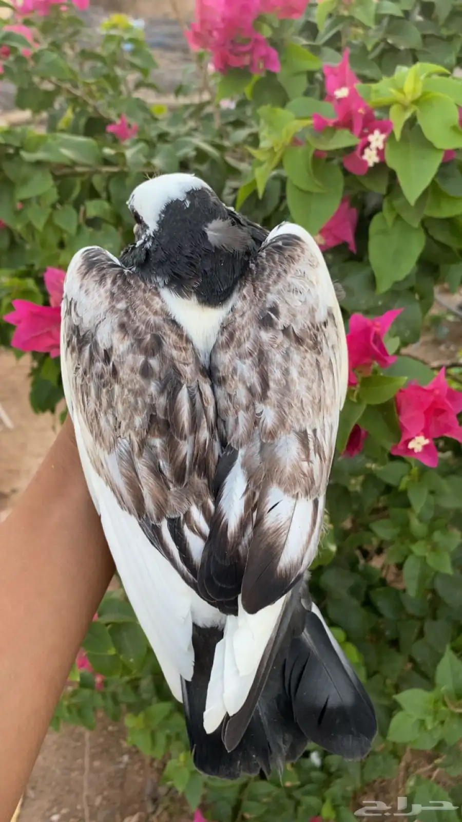 ذكر حمام هجين فرنسي 0