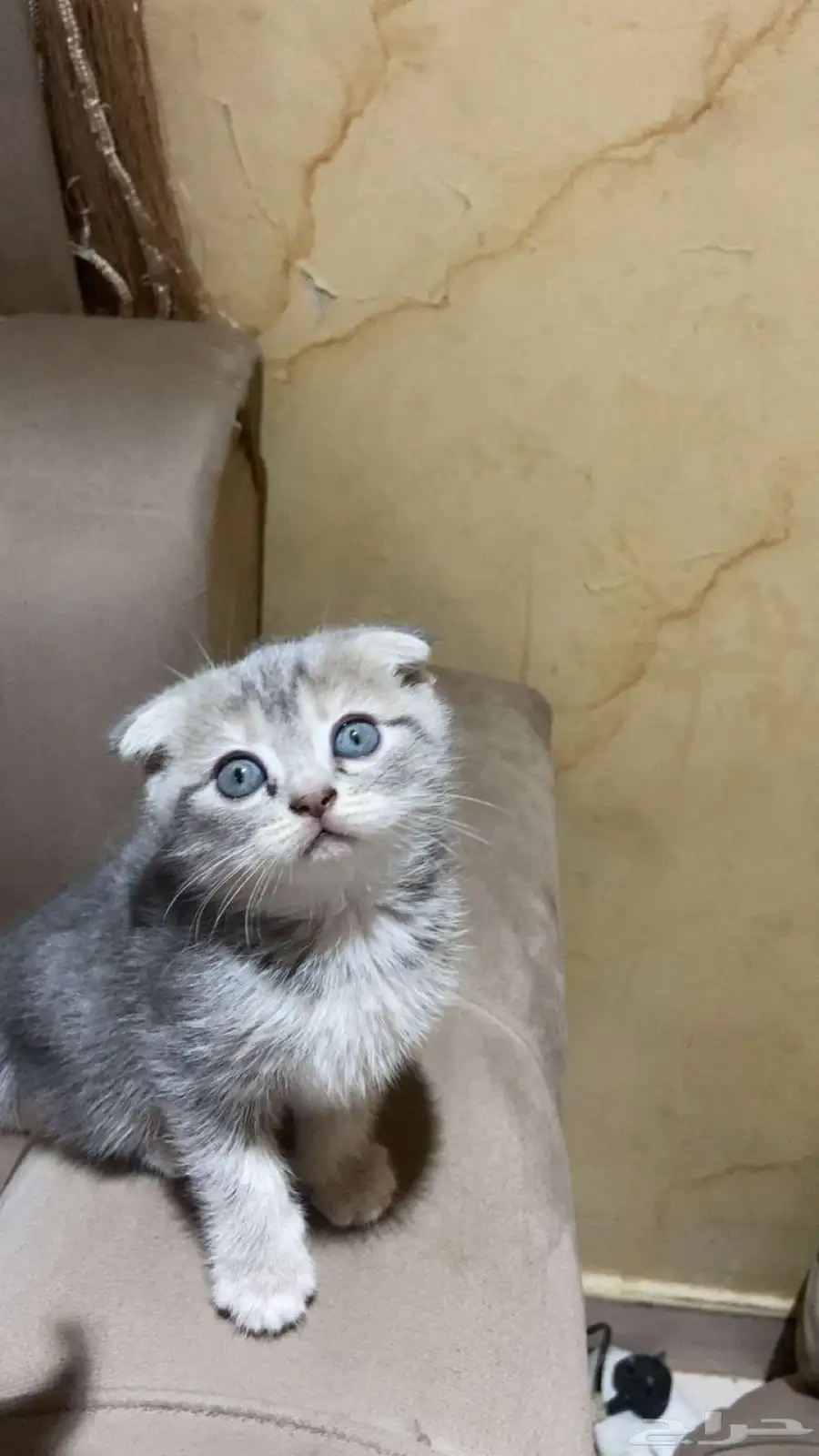 قطط كيتن سكوتش للبيع 1