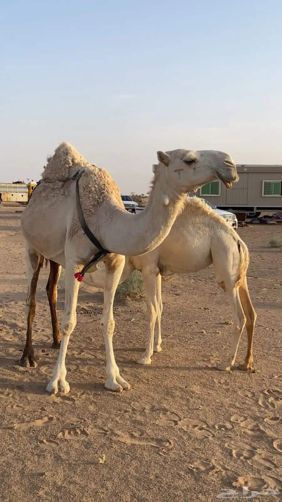 ناقه خلفه على بعير ابن خريع ام ثاني تحتها بكره 3