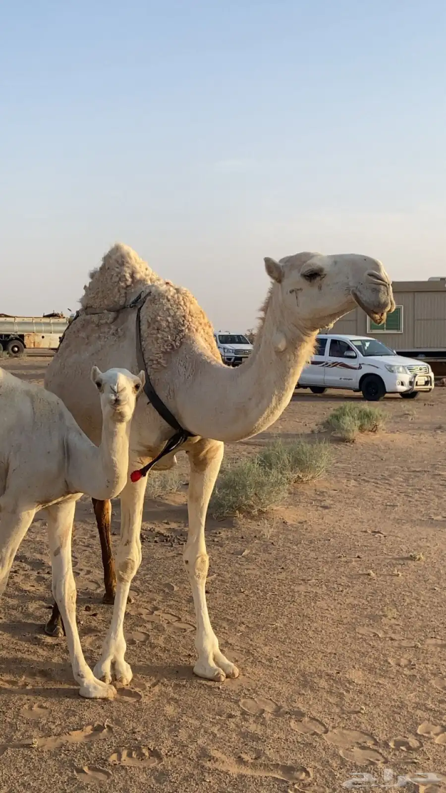 ناقه خلفه على بعير ابن خريع ام ثاني تحتها بكره 2