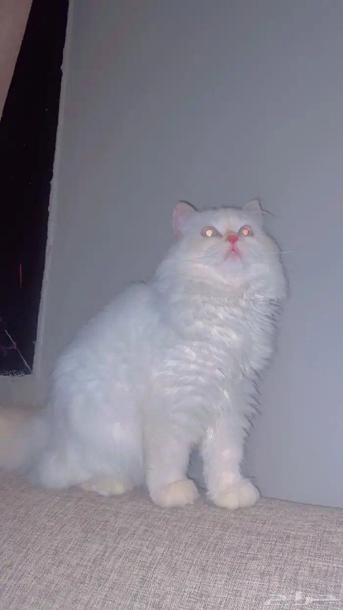 قطة للبيع 0