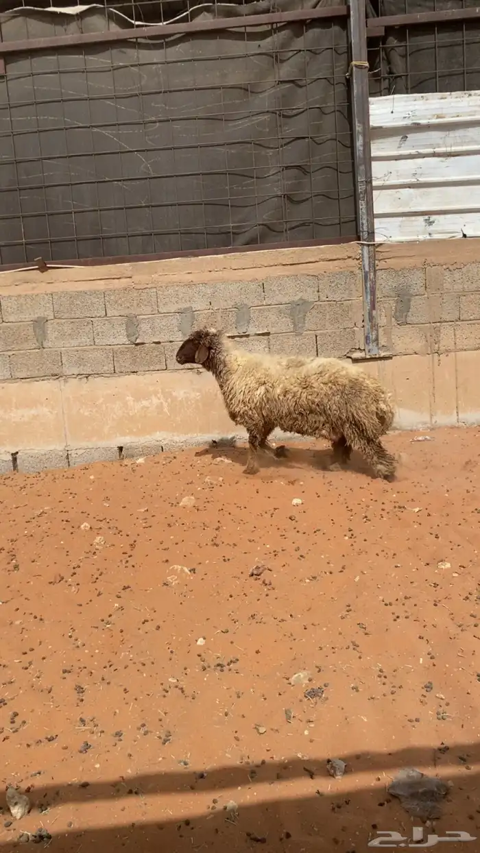 شاه نعيميه دافع شرط لها أربع شهور وزود الصحه سليمه 0