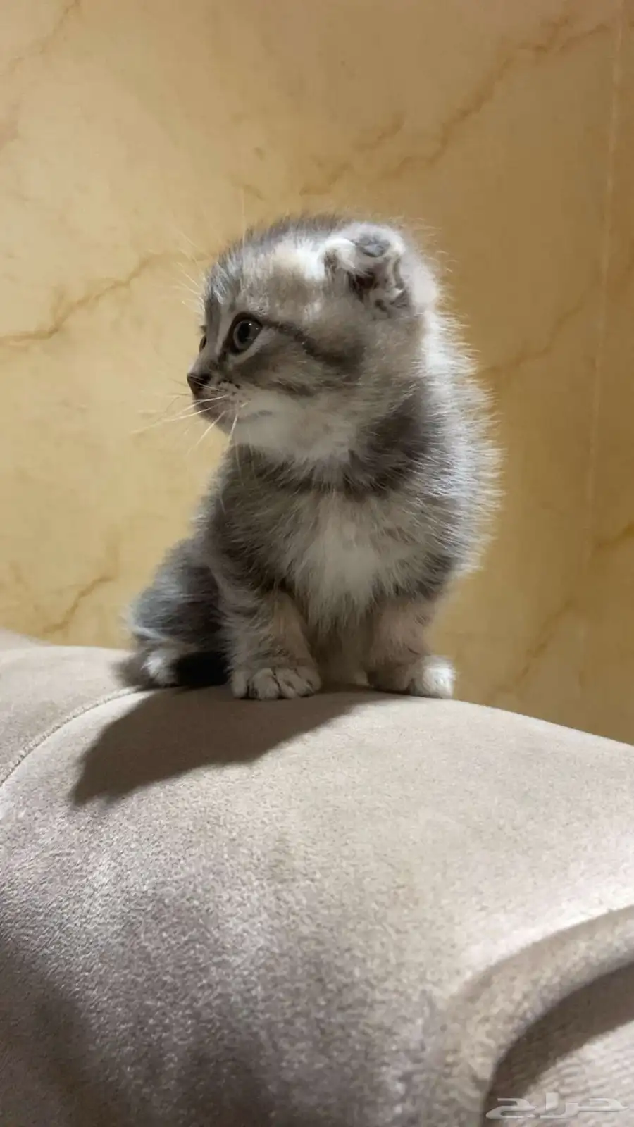قطط كيتن سكوتش للبيع 6