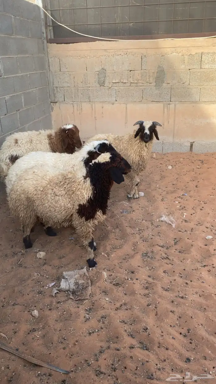 طليان نعيم طيبه بلحيل وجايه من البر سليمه شرط 0