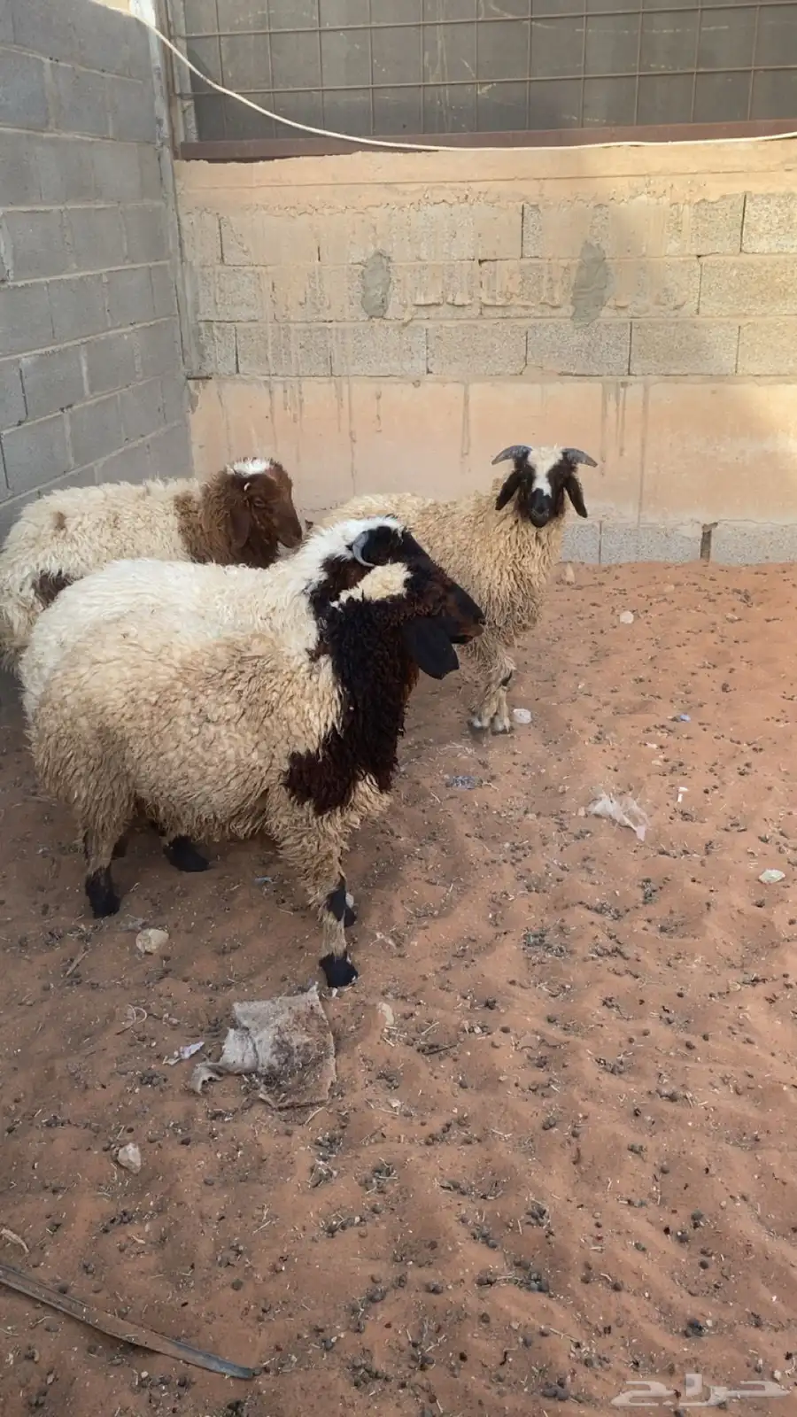 طليان نعيم طيبه بلحيل وجايه من البر سليمه شرط 0