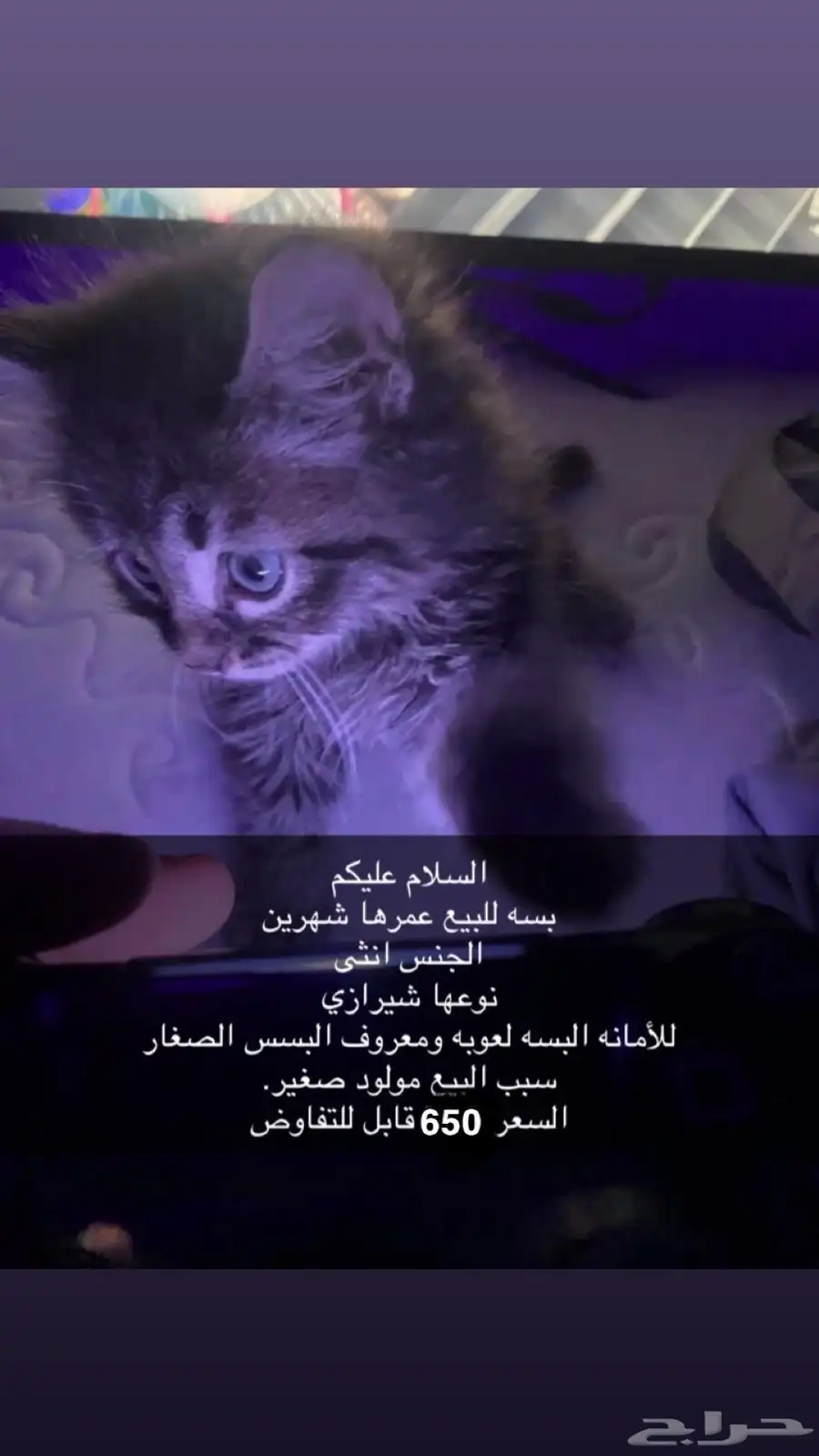 بسه شيرازي 0