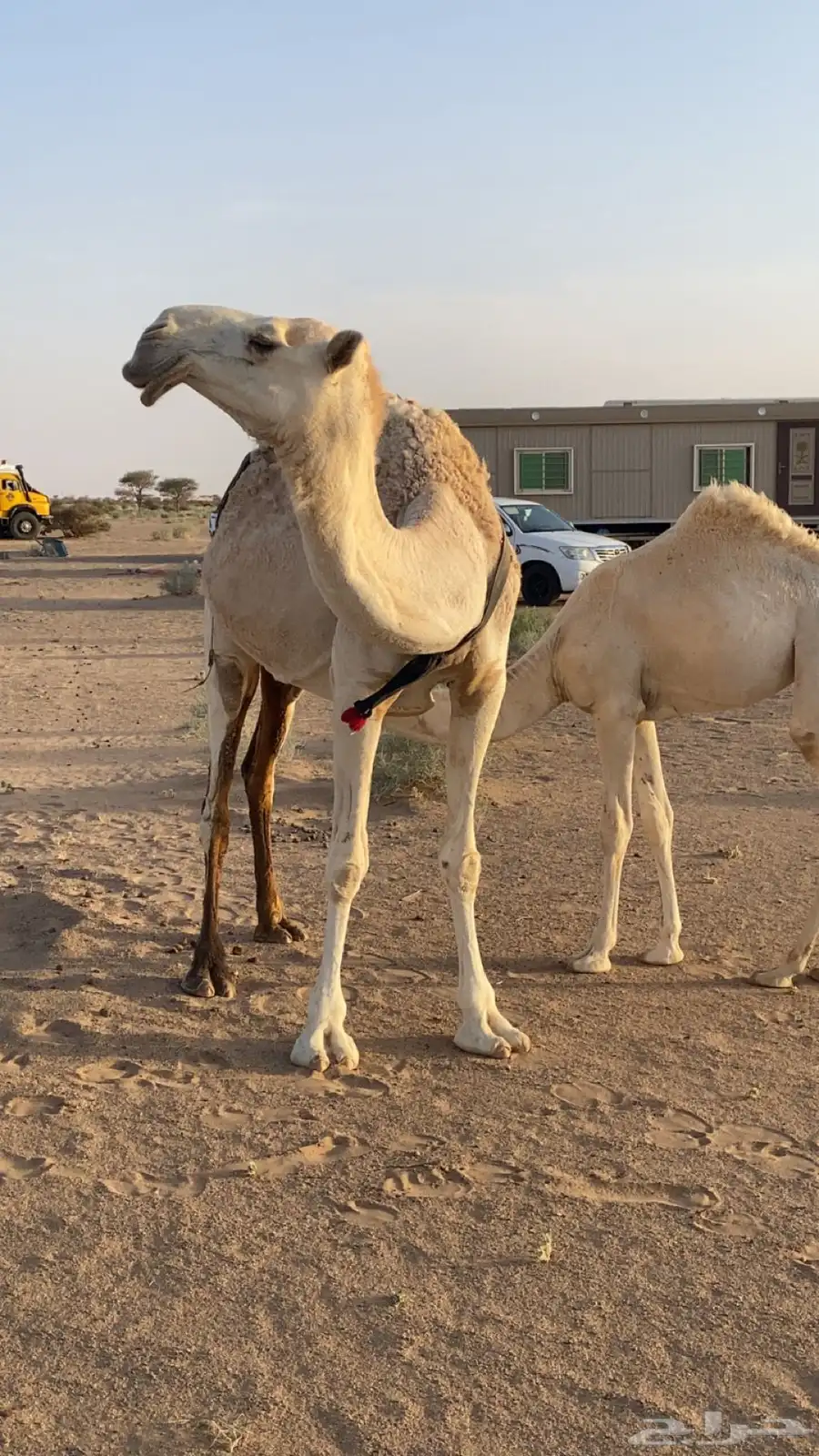 ناقه خلفه على بعير ابن خريع ام ثاني تحتها بكره 1