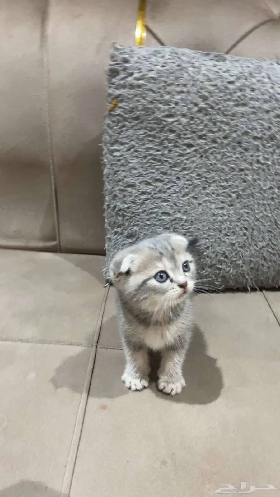 قطط كيتن سكوتش للبيع 3