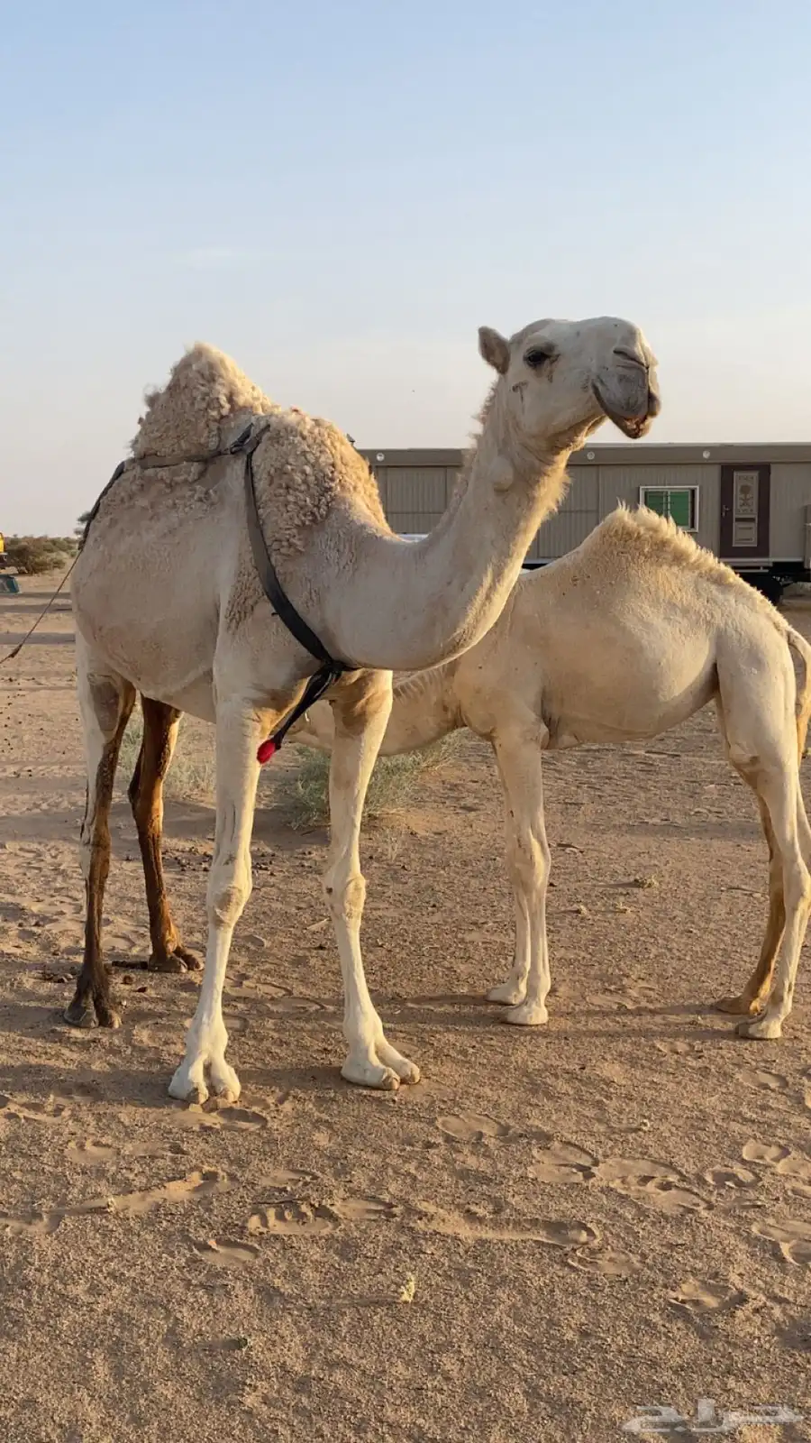 ناقه خلفه على بعير ابن خريع ام ثاني تحتها بكره 0