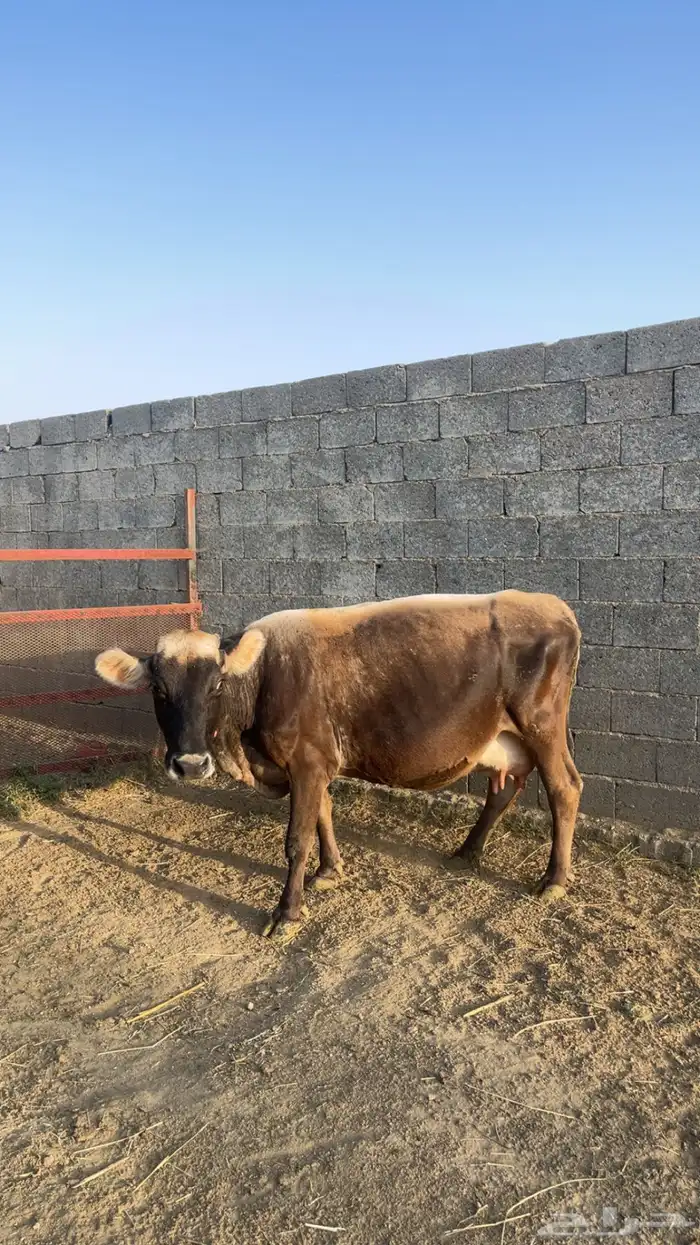 بقره مع بنتها للبيع 0