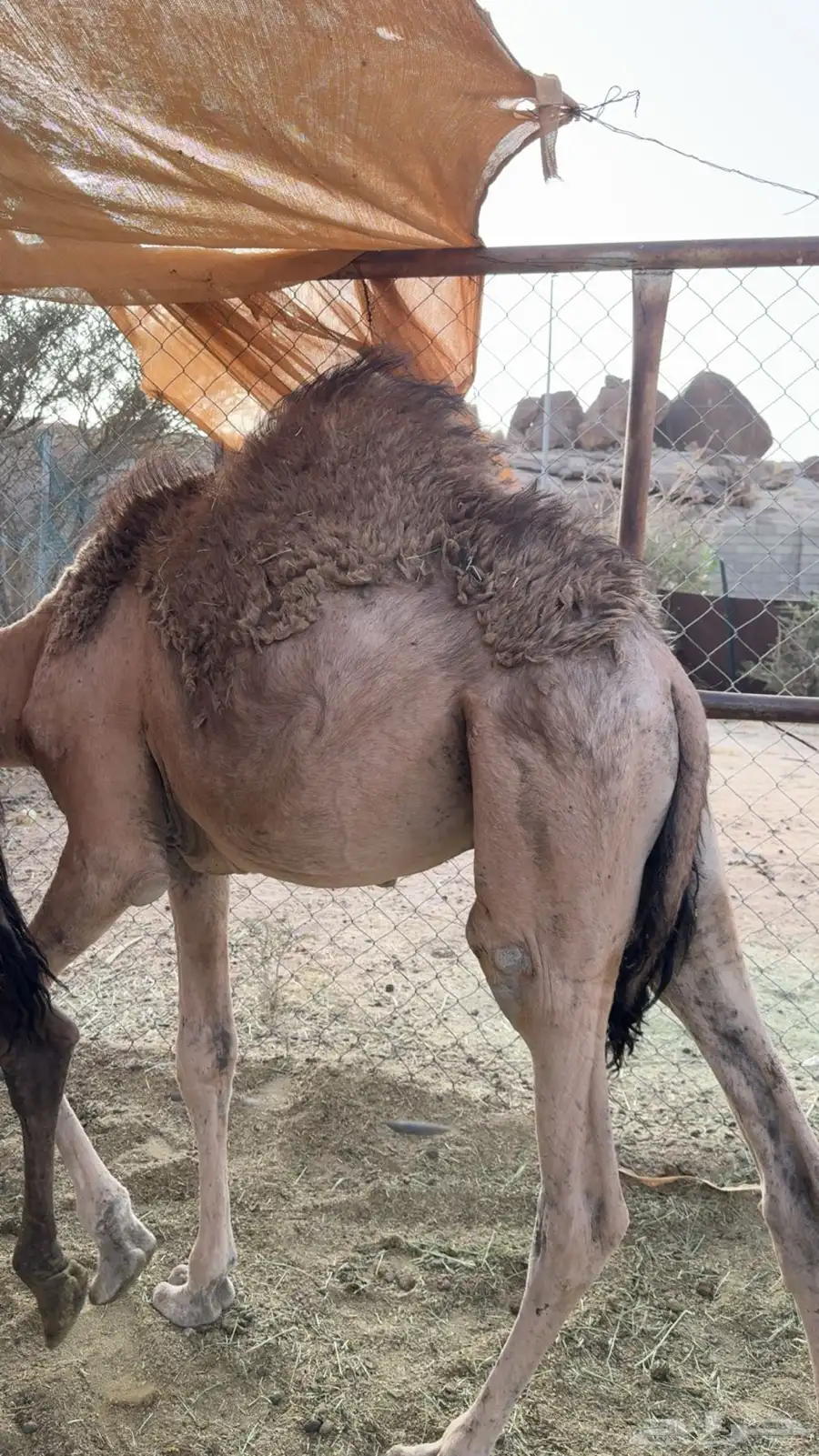 للبيع قعود كفو 3