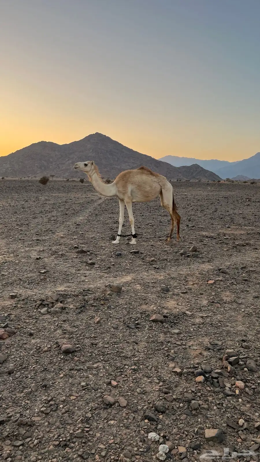 بكره للبيع 0
