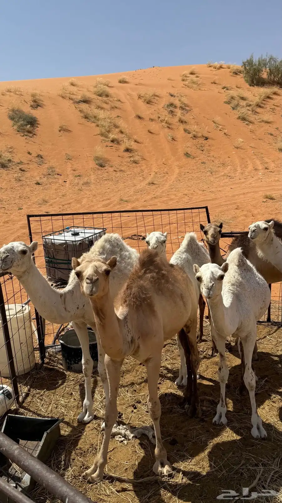 حشوو بريات 0