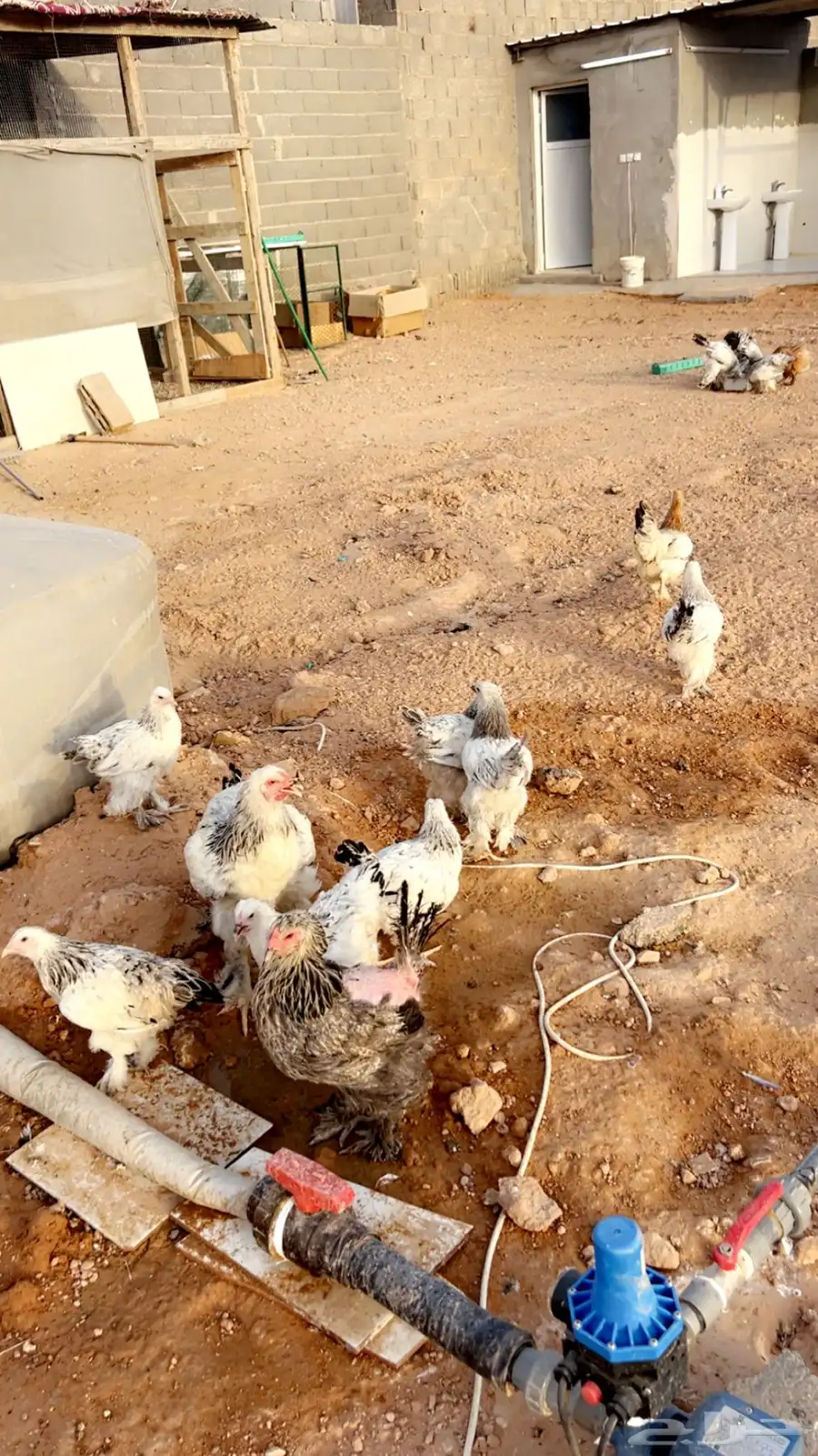 دجاج براهما كولمبي العدد 23 1
