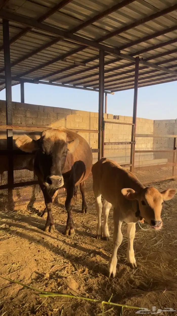 بقره مع بنتها للبيع 2
