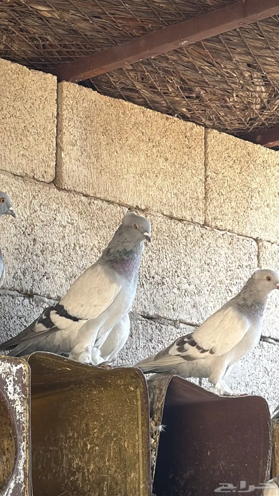 حمام جميل زينه 0