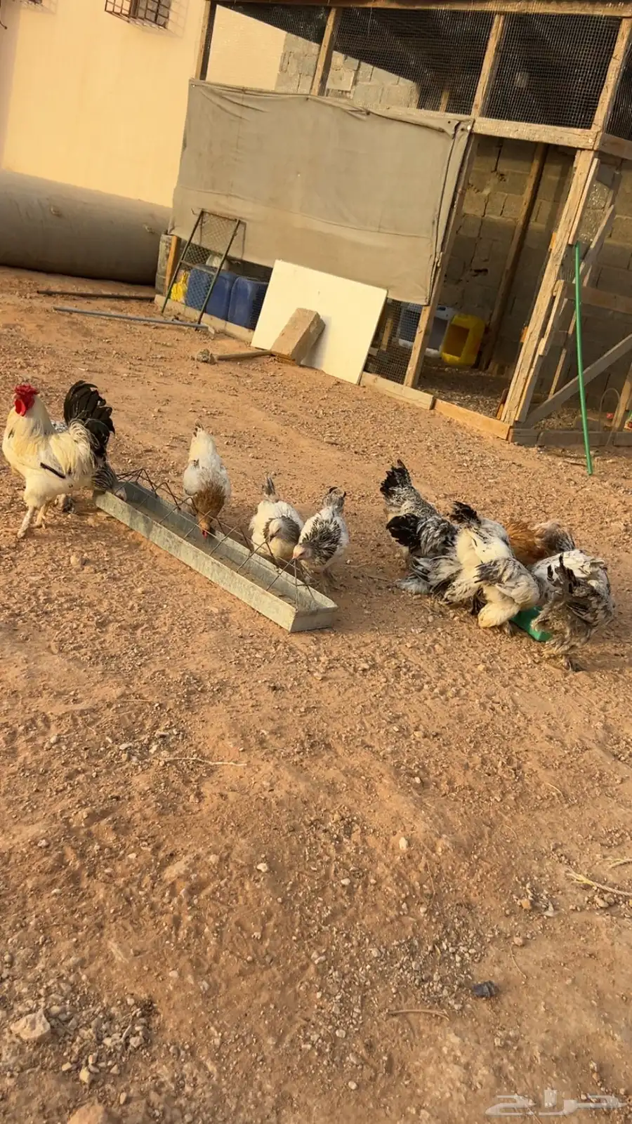 دجاج براهما كولمبي العدد 23 0