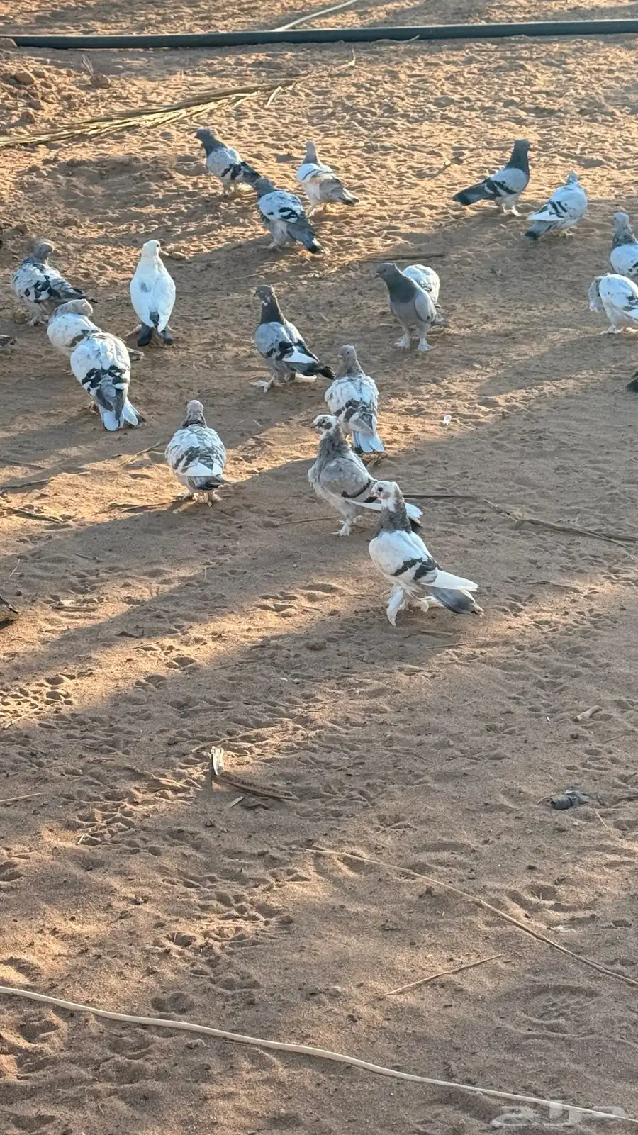 حمام جميل زينه 5
