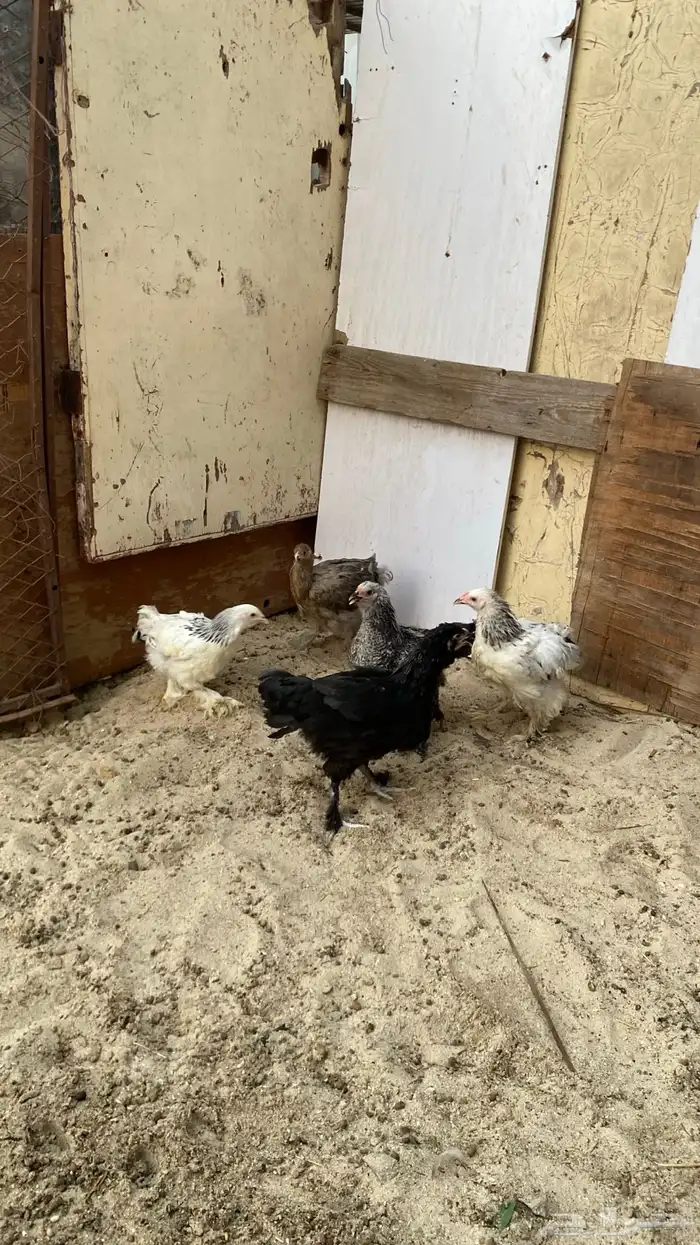 دجاج براهم اعمار حول 4 شهور 4