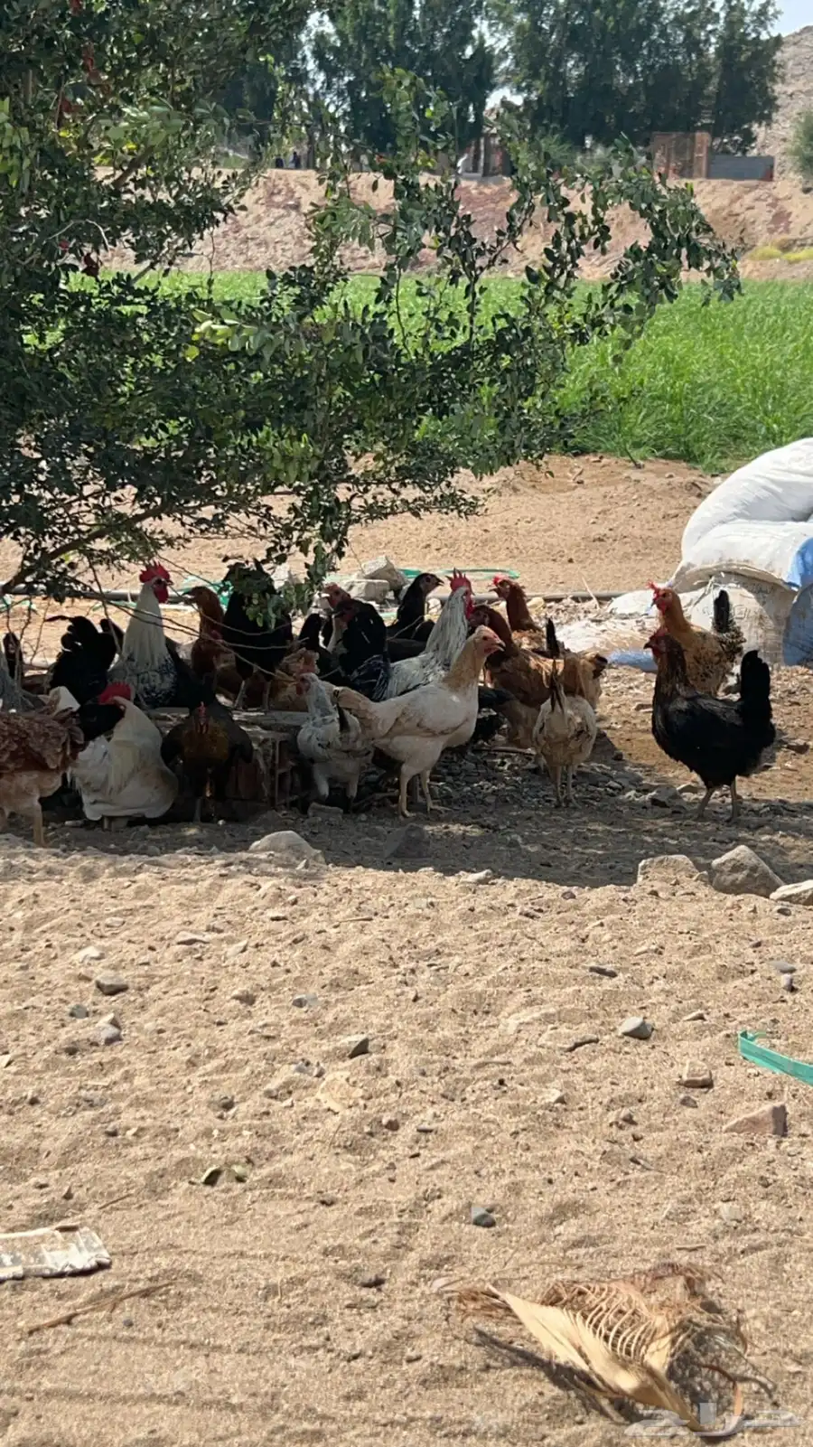 دجاج بلدي وفيومي 1