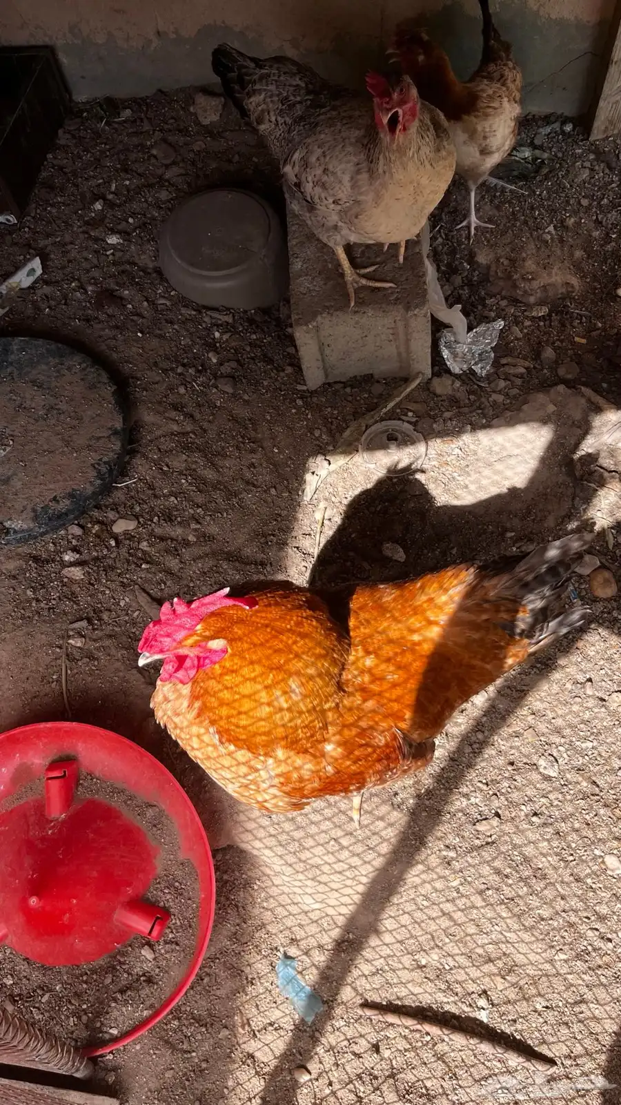 دجاج فيومي 3