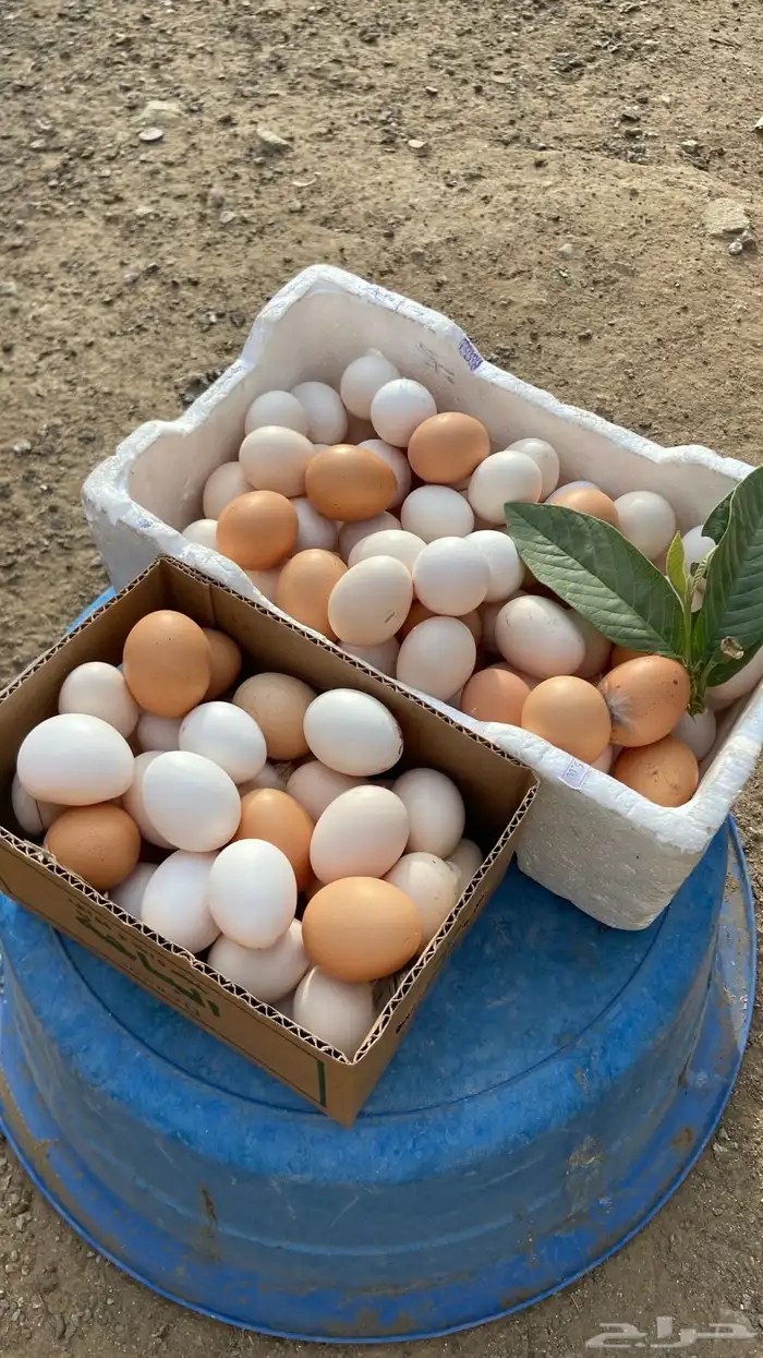 بيض بلدي مائدة 0