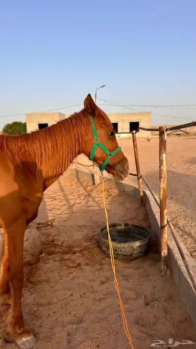 فرس شعبيه معها مهر 2