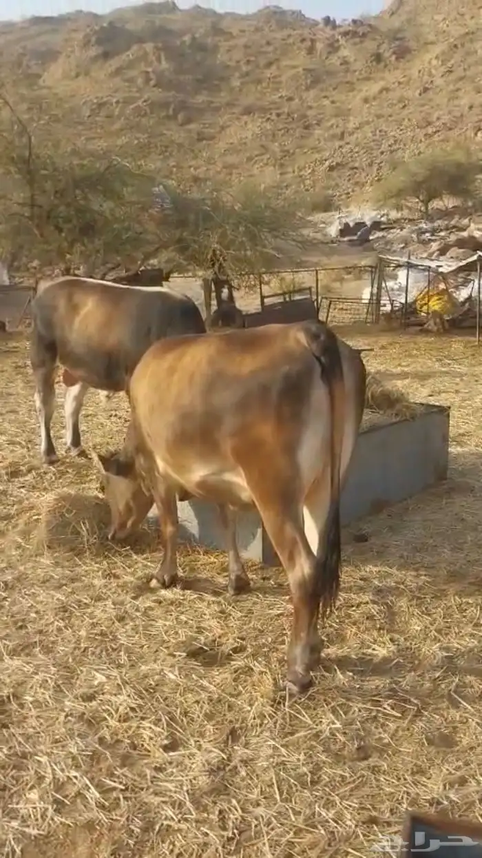 ثور جذع و حسيله للبيع 0