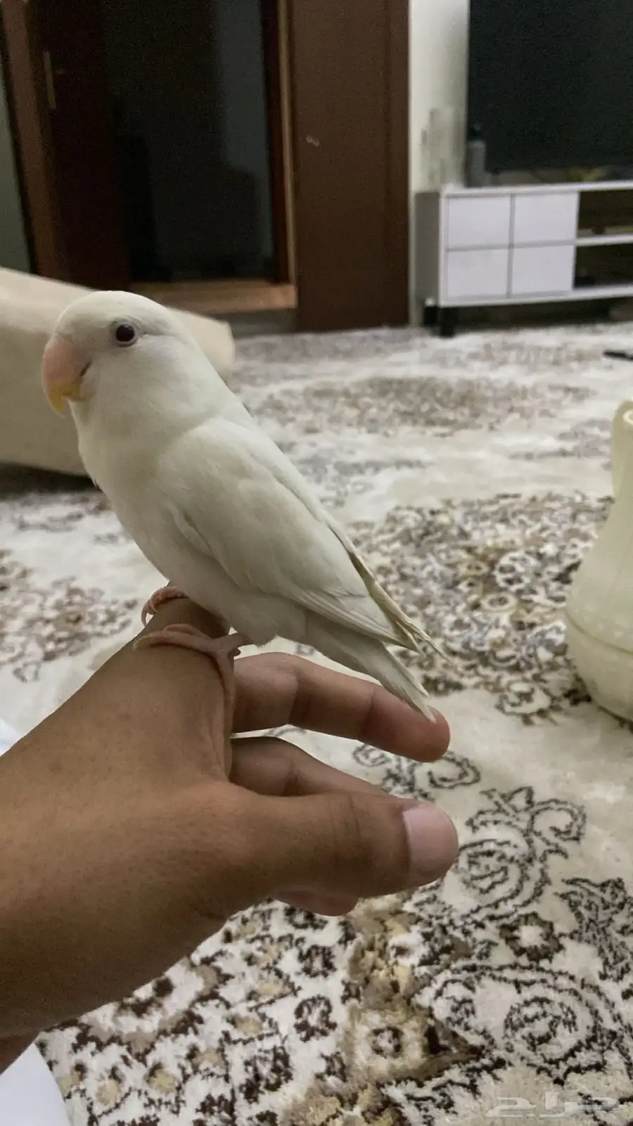 طير روز اليف 7
