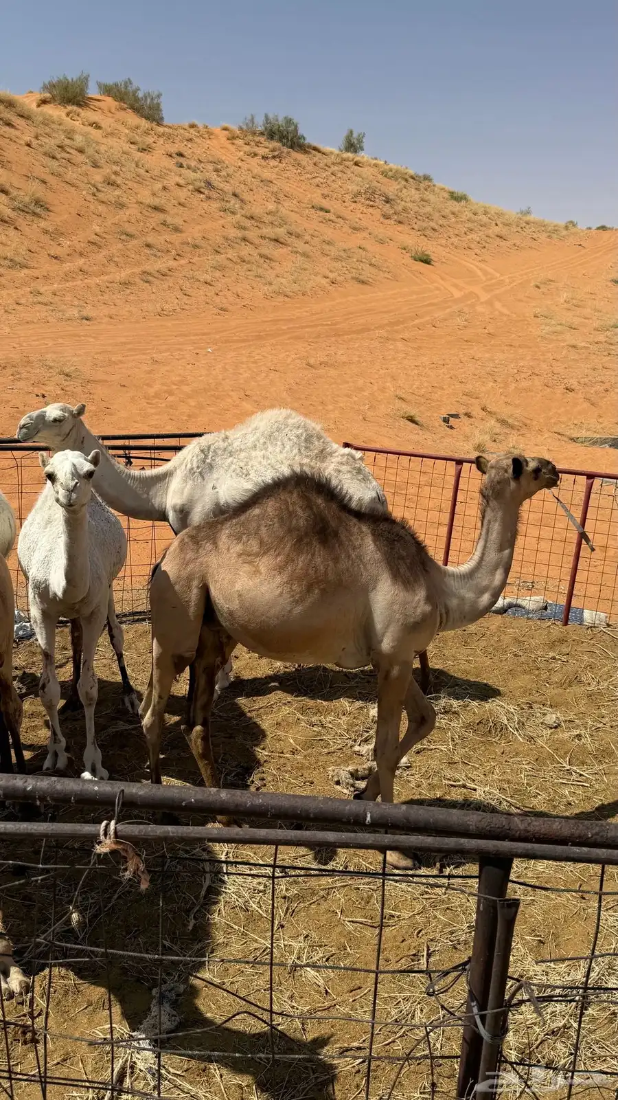 حشوو بريات 5