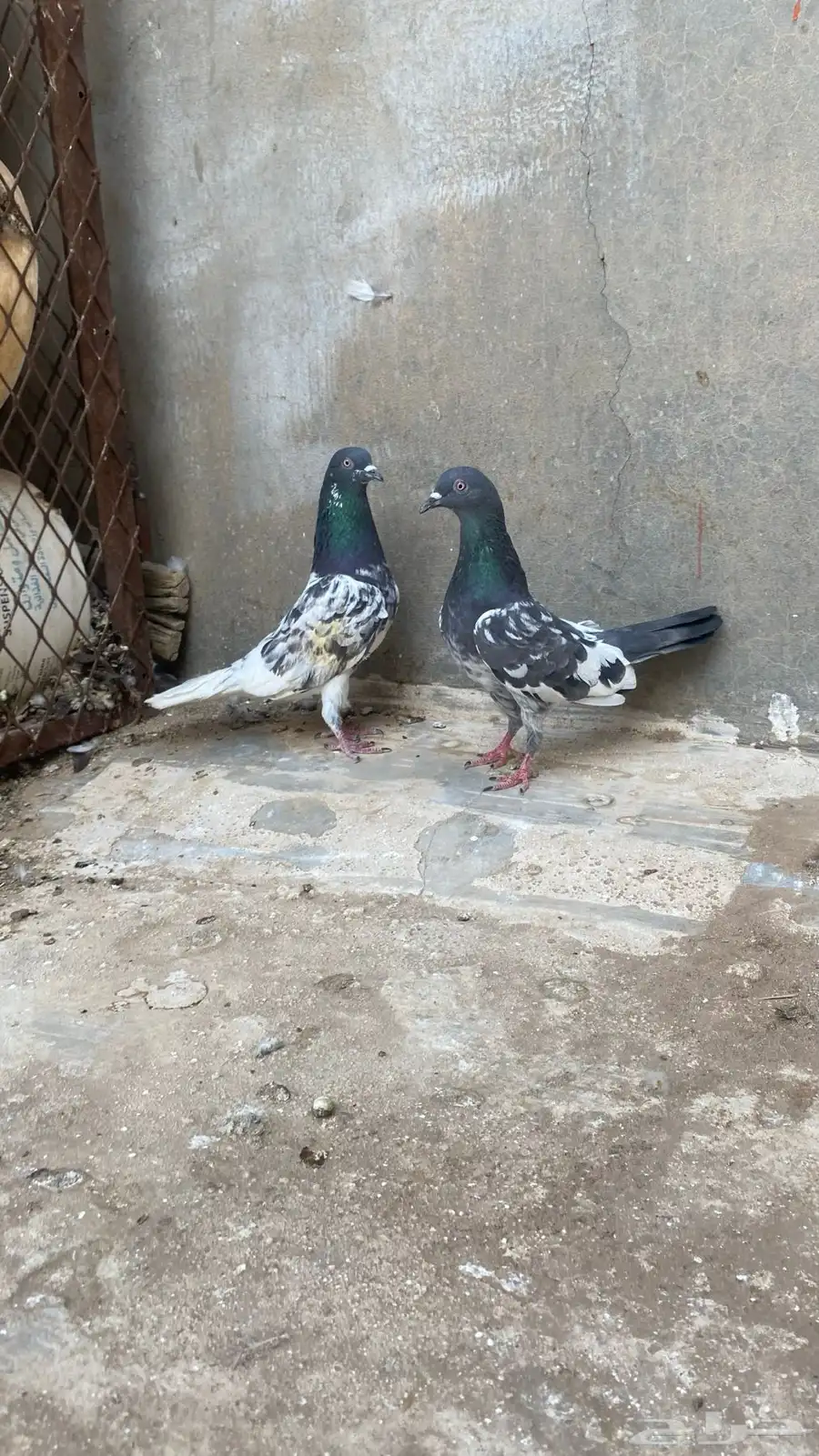 جوز بكستاني 0