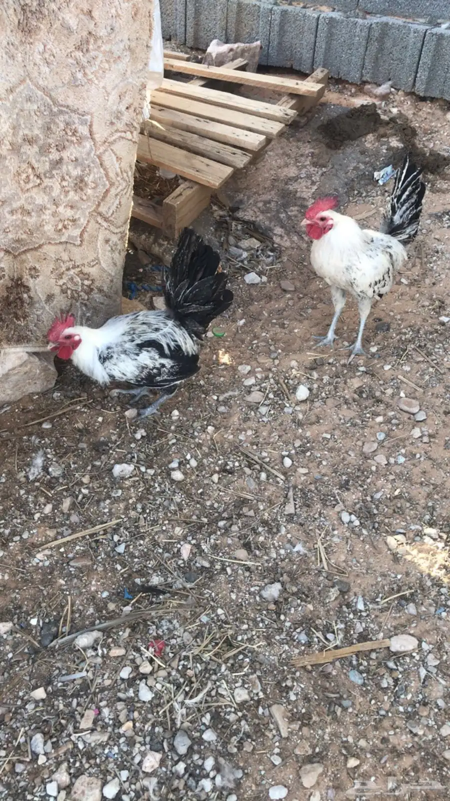 ديكه للبيع 1