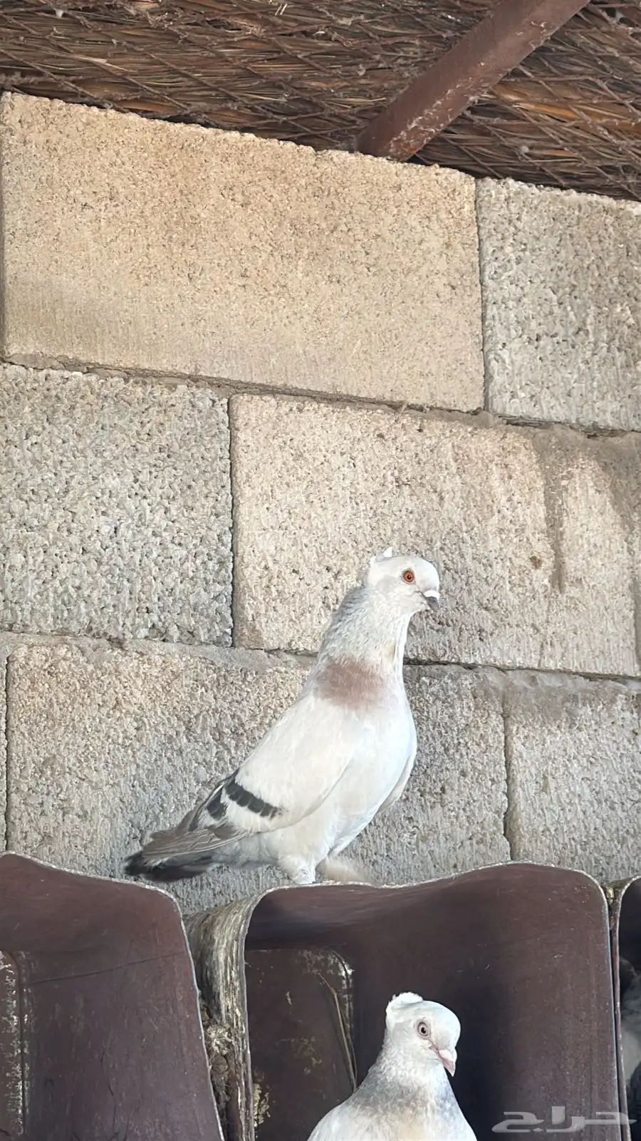 حمام جميل زينه 3