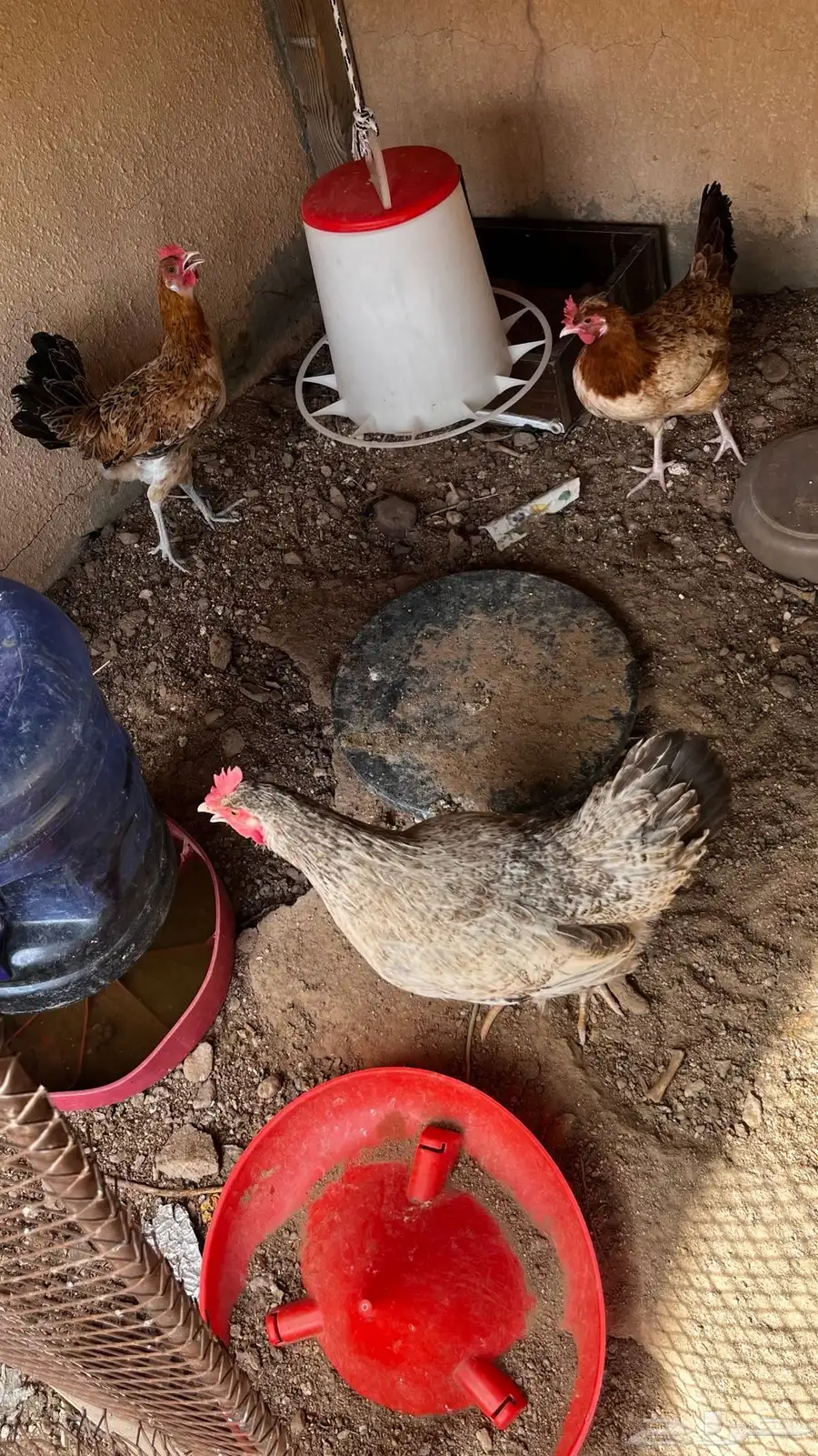 دجاج فيومي 6